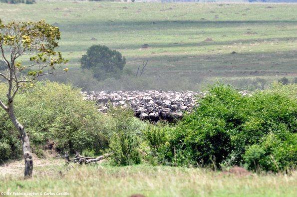 Kenya_Gnu_MasaaiMara_B_DSC_0409_retocada