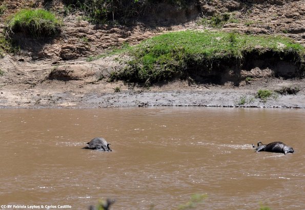 Kenya_Gnu_MasaaiMara_B_DSC_0455_retocada