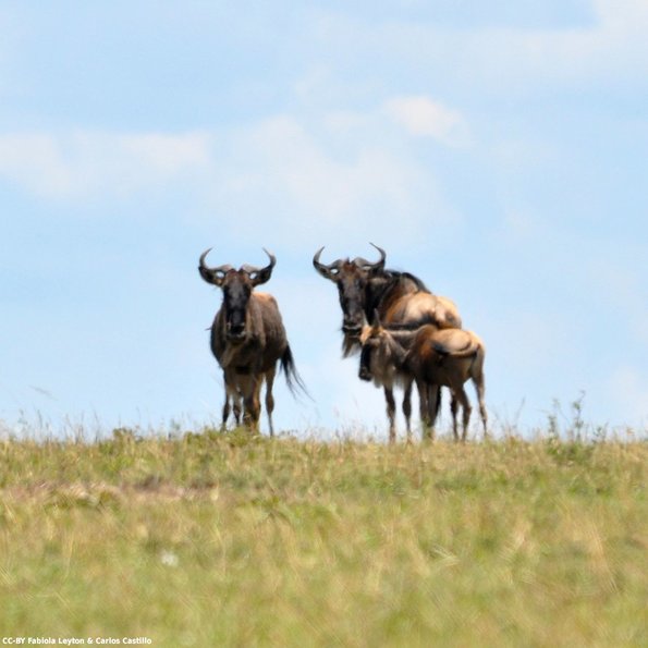 Kenya_Gnu_MasaaiMara_C_DSC_0793_retocada