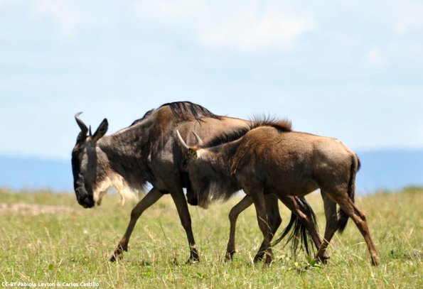 Kenya_Gnu_MasaaiMara_C_DSC_0794_retocada