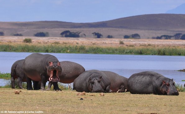 Kenya_Hipopotamos_Amboseli_B_DSC_0246_retocada