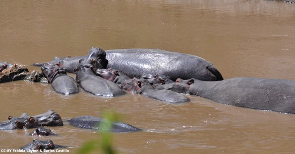 Kenya_Hipopotamos_MasaaiMara_B_DSC_0450_retocada