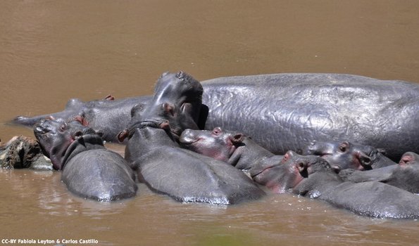 Kenya_Hipopotamos_MasaaiMara_B_DSC_0452_retocada