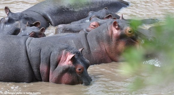Kenya_Hipopotamos_MasaaiMara_C_DSC_0922_retocada
