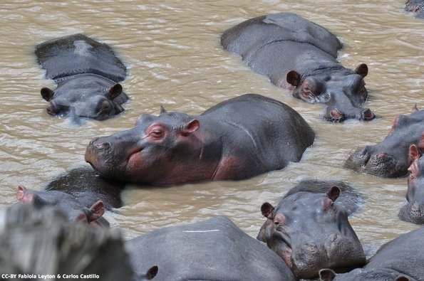 Kenya_Hipopotamos_MasaaiMara_C_DSC_0924_retocada