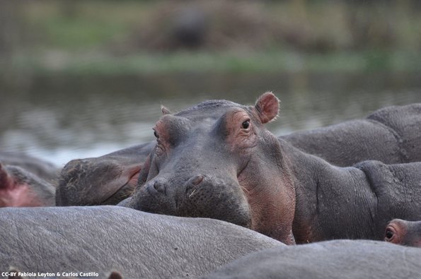 Kenya_Hipopotamos_Naivasha_DSC_0764_retocada