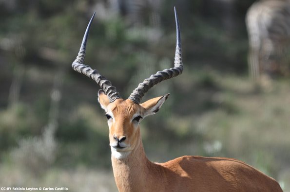 Kenya_Impalas_HellsGate_DSC_0825_retocada
