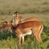 Kenya_Impalas_Naivasha_DSC_0304_retocada