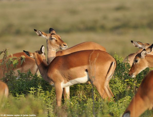 Kenya_Impalas_Naivasha_DSC_0304_retocada