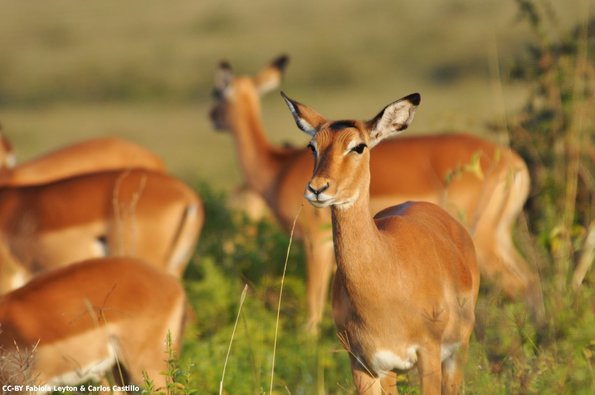 Kenya_Impalas_Naivasha_DSC_0306_retocada
