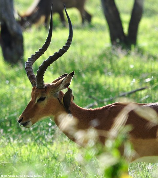 Kenya_Impalas_Nakuru_DSC_0236_retocada