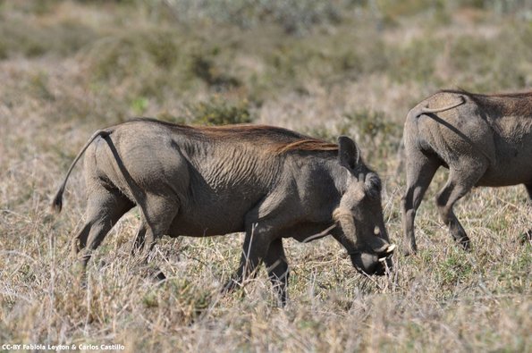 Kenya_Jabali Africano_HellsGate_DSC_0809_retocada