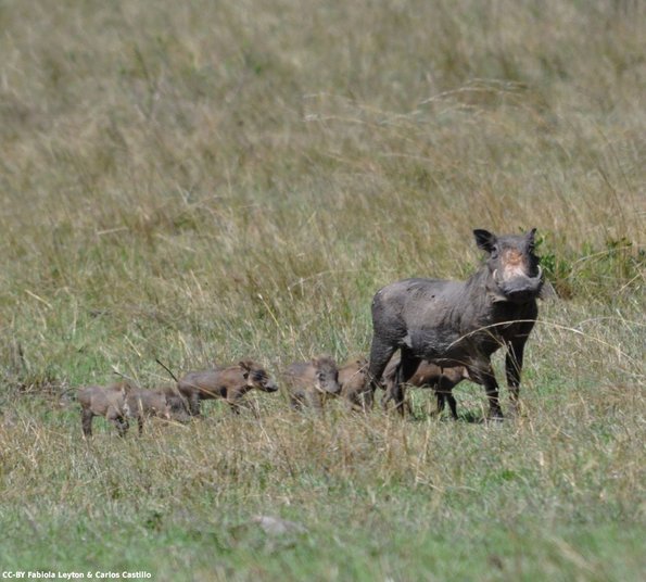 Kenya_Jabali Africano_MasaaiMara_B_DSC_0481_retocada