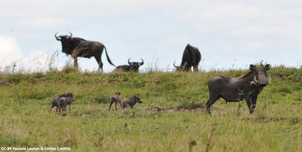 Kenya_Jabali Africano_MasaaiMara_C_DSC_0859_retocada