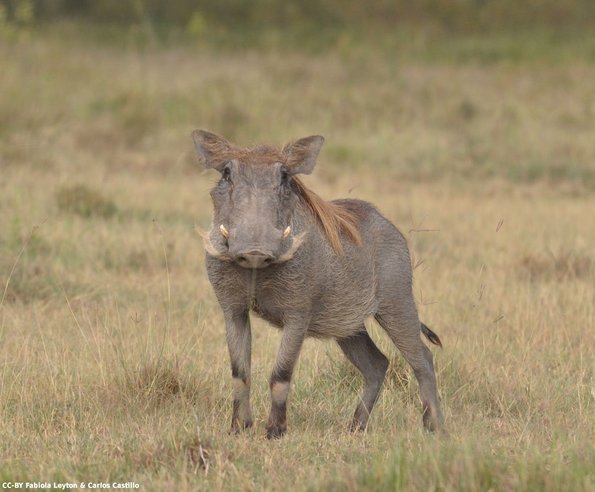 Kenya_Jabali Africano_Naivasha_DSC_0392_retocada