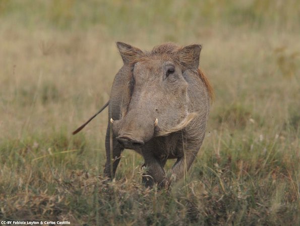Kenya_Jabali Africano_Naivasha_DSC_0399_retocada