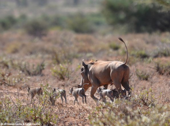Kenya_Jabali Africano_Samburu_A_DSC_0896_retocada