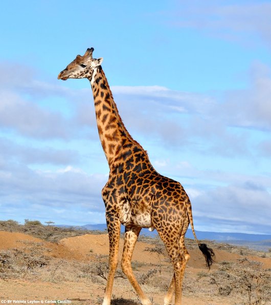 Kenya_Jirafas_CaminoAmboselli_DSC_0019_retocada