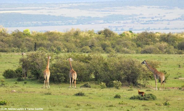 Kenya_Jirafas_MasaaiMara_A_DSC_0942_retocada