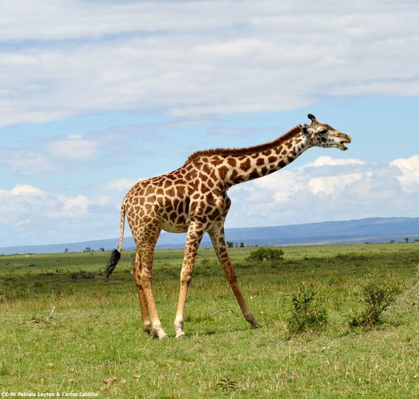 Kenya_Jirafas_MasaaiMara_C_DSC_0873_retocada