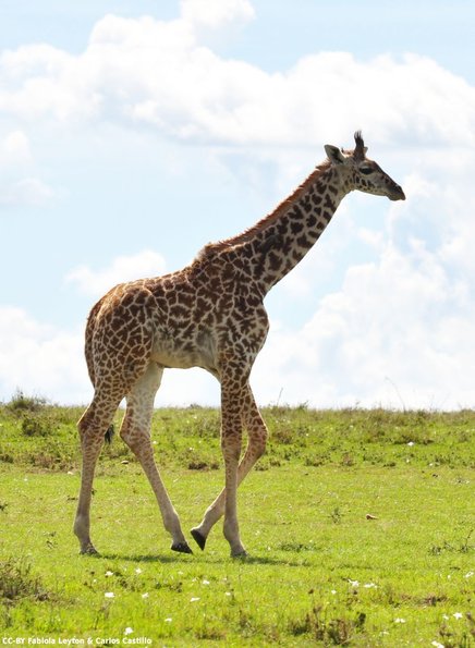 Kenya_Jirafas_MasaaiMara_C_DSC_0978_retocada