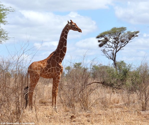 Kenya_Jirafas_Meru_DSC_0548_retocada
