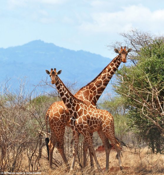 Kenya_Jirafas_Meru_DSC_0605_retocada