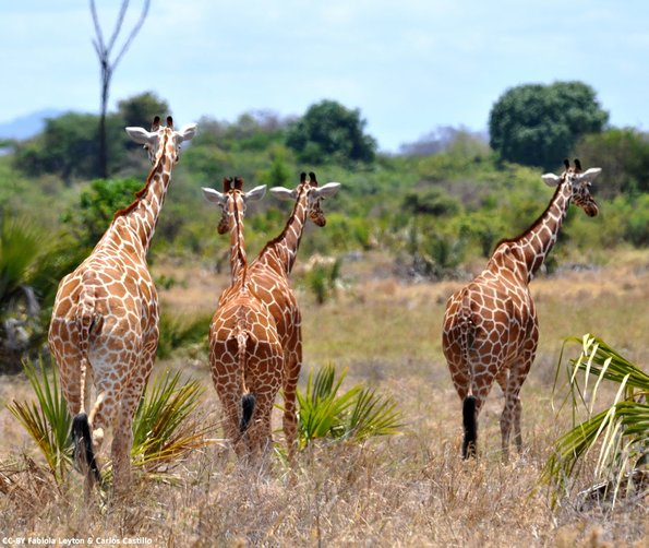 Kenya_Jirafas_Meru_DSC_0627_retocada