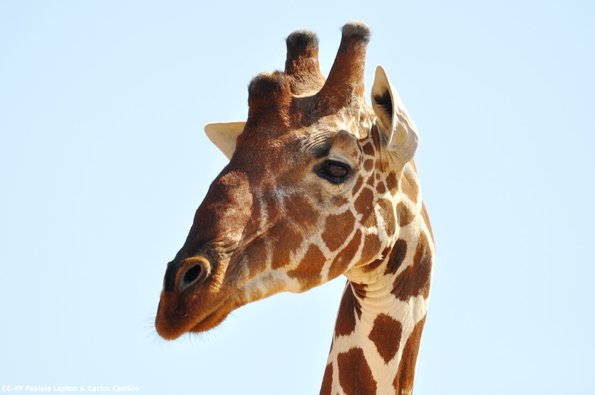 Kenya_Jirafas_Samburu_A_DSC_1005_retocada