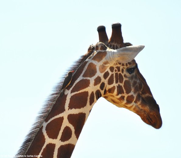 Kenya_Jirafas_Samburu_B_DSC_0001_retocada