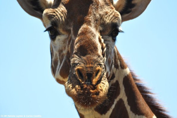 Kenya_Jirafas_Samburu_B_DSC_0259_retocada