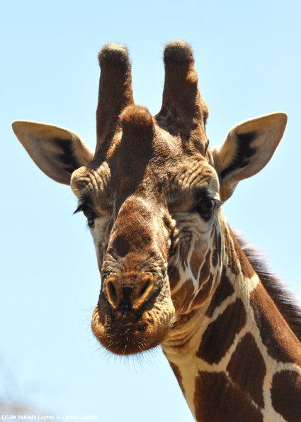 Kenya_Jirafas_Samburu_B_DSC_0262_retocada