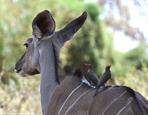 Kenya_Kudu_Samburu_B_DSC_0363_retocada