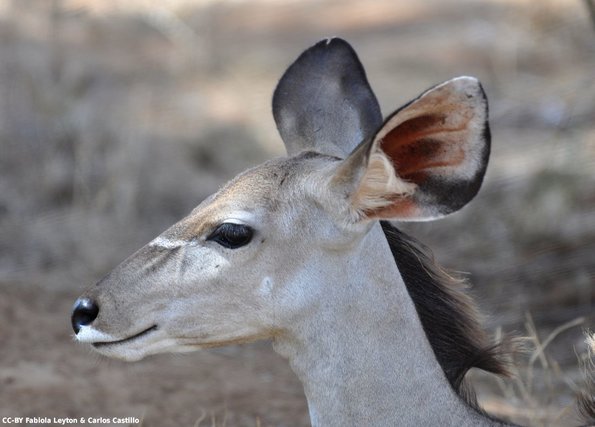 Kenya_Kudu_Samburu_B_DSC_0364_retocada