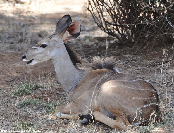 Kenya_Kudu_Samburu_B_DSC_0368_retocada