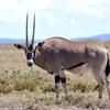 Kenya_Orix_OlPejeta_DSC_0556_retocada