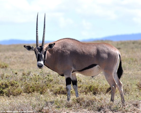 Kenya_Orix_OlPejeta_DSC_0556_retocada
