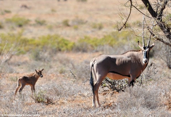 Kenya_Orix_Samburu_A_DSC_0996_retocada