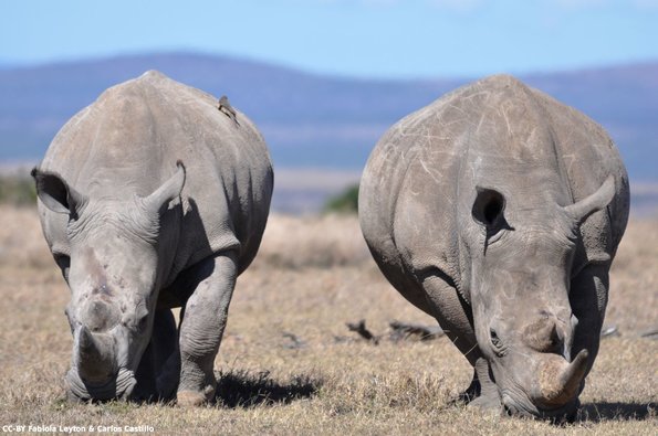Kenya_Rinocerontes_OlPejeta_DSC_0496_retocada