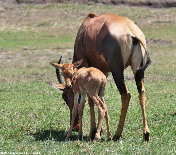 Kenya_Topi_MasaaiMara_C_DSC_0898_retocada