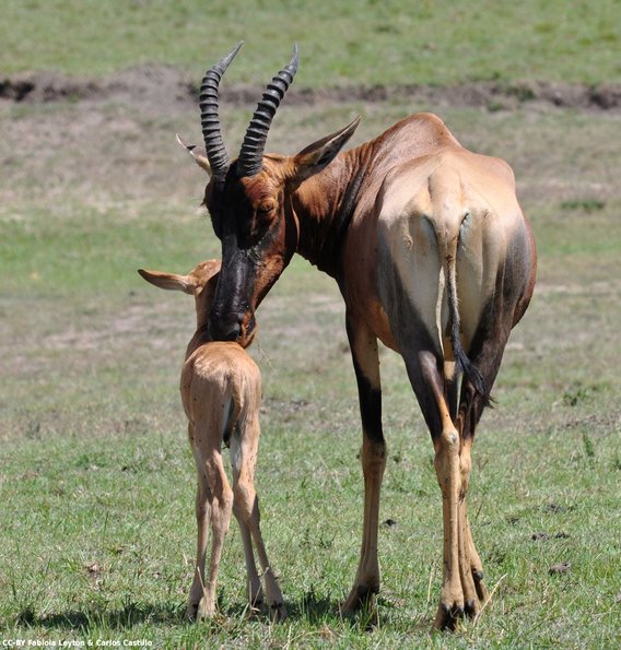 Kenya_Topi_MasaaiMara_C_DSC_0902_retocada