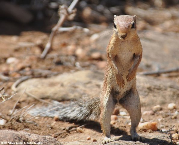 Kenya_Ardillas_Samburu_B_DSC_0155_retocada