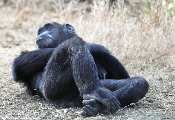 Kenya_Chimpances_OlPejeta_DSC_0828_retocada
