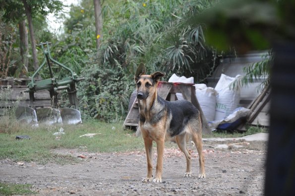 San Vicente Perro