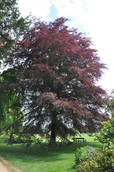 Trees