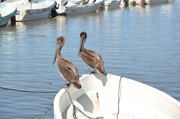 Holbox Pajaros