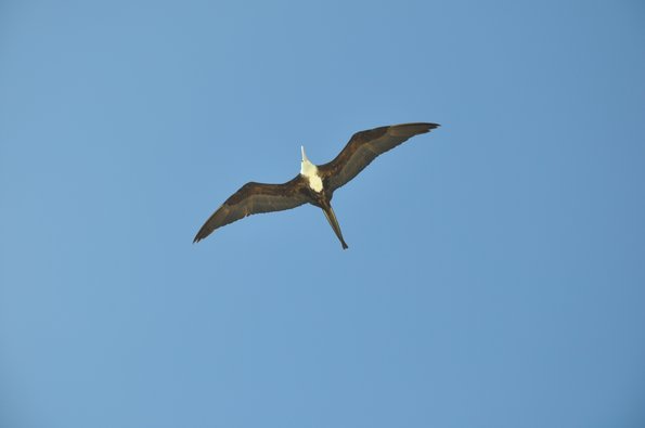 Tulum Gaviota 1