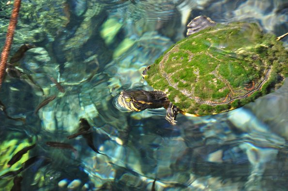 Tulum Tortuga Musgo 2