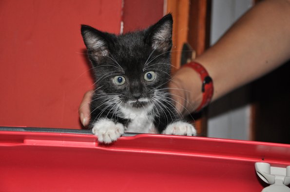 Gatito negro