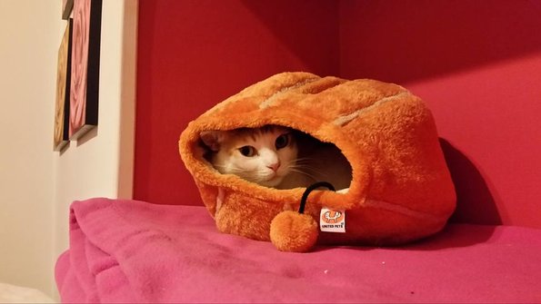 Tulipan Kittycat